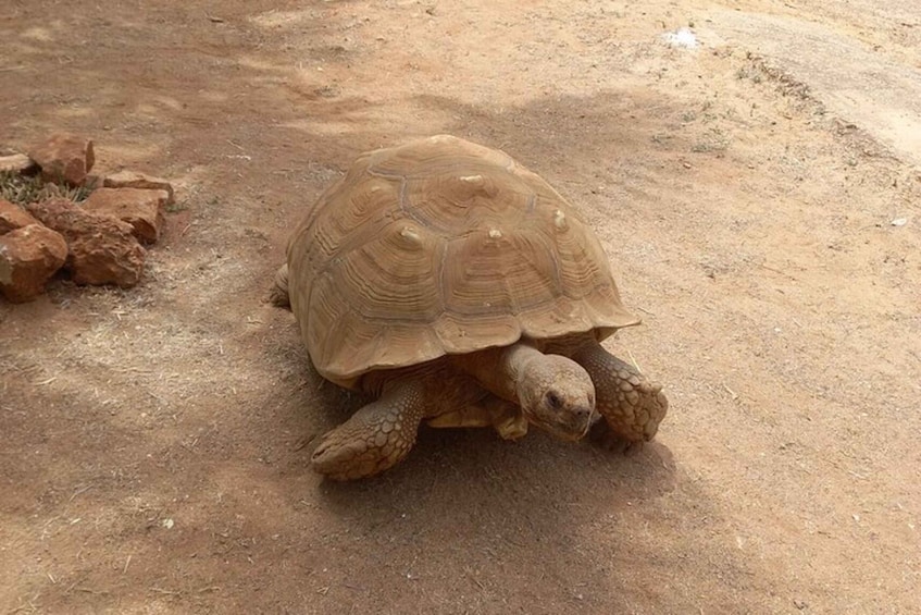 A tortoise on a dry, sandy surface with scattered rocks. 5