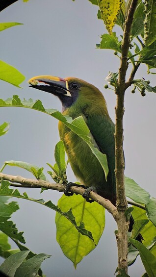 Een vogel zit op een tak met groene bladeren. 2