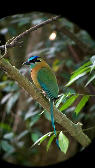 Een vogel zit op een tak, met groene bladeren op de achtergrond. 5