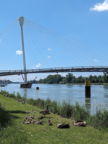 Picture 2 for Activity Strasbourg: France and Germany Border Walking Tour 5
