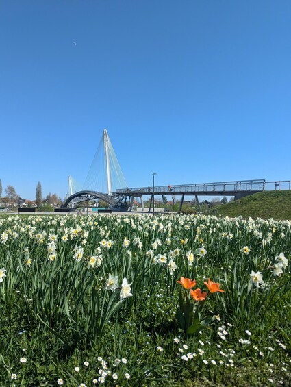 Picture 3 for Activity Strasbourg: France and Germany Border Walking Tour 2