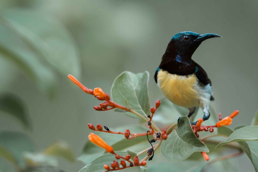 Een vogel zit op een tak met groene bladeren en oranje bloemen. 2