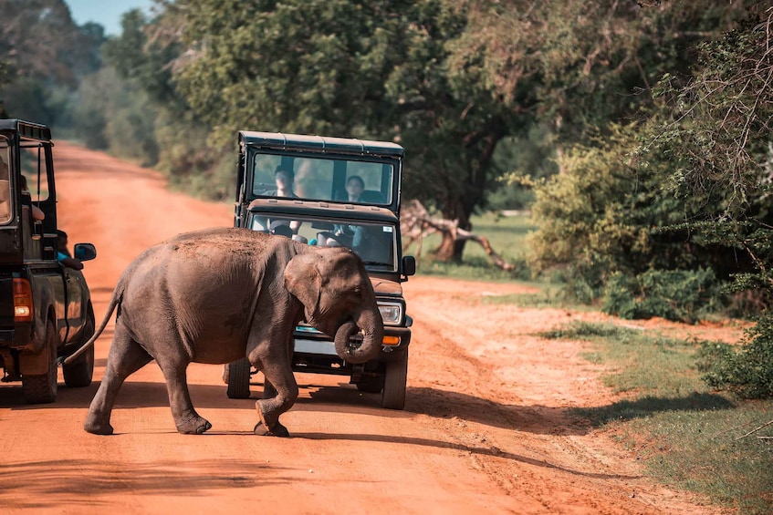 Een olifant loopt over een zandweg, met voertuigen erachter. 1