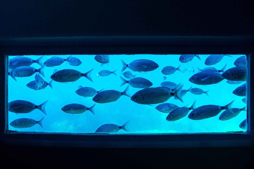 Picture 8 for Activity CAP NORFEU SWIMMING: Underwater Views (New Free Audio Guide) 5