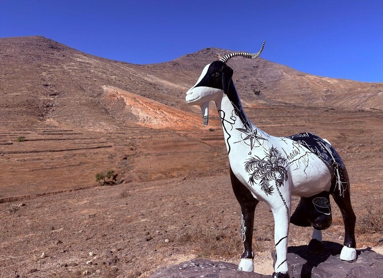 Picture 16 for Activity The wonders of Fuerteventura : All highlights in 1 day 3