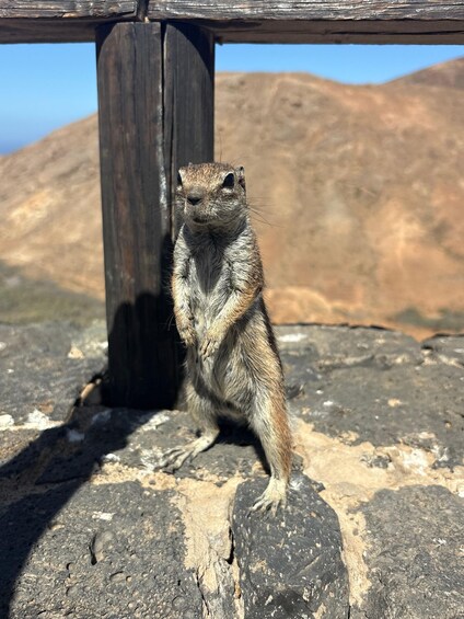 A ground squirrel standing on a rock with a wooden post in the background. 4