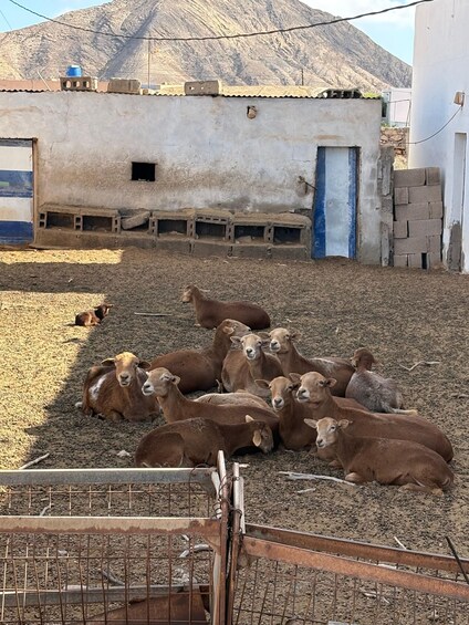 Picture 22 for Activity The wonders of Fuerteventura : All highlights in 1 day 2