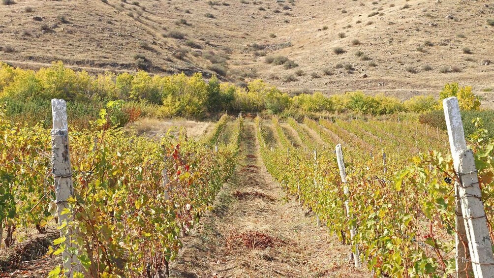 A vineyard with rows of grapevines. 2