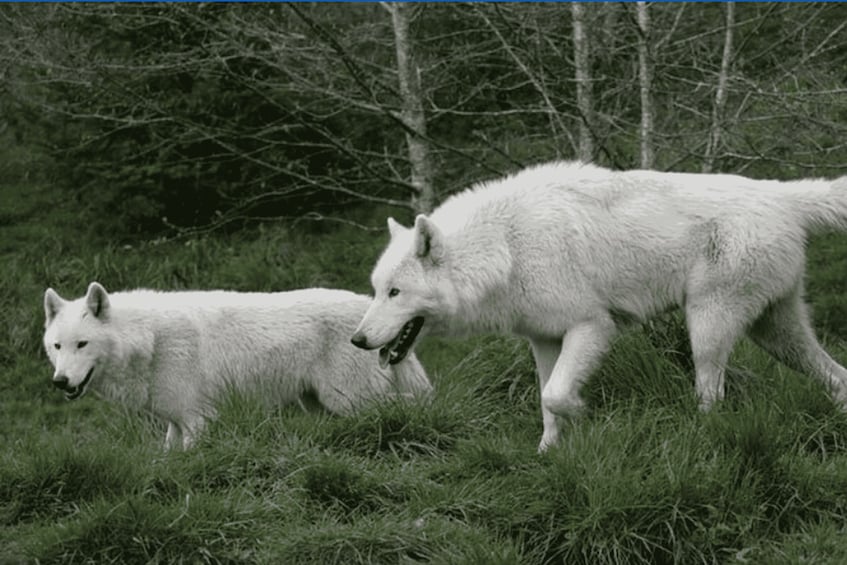 Two white wolves in a grassy field with trees in the background. 1