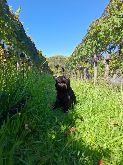 Picture 24 for Activity The Boutique Experience: Waiheke Island Best Cellar Tour 2