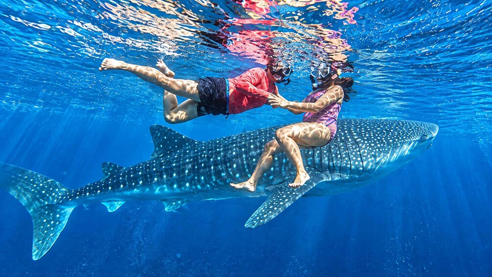 Picture 4 for Activity Cebu: Whale Shark & Kawasan Canyoneering + Breakfast 4