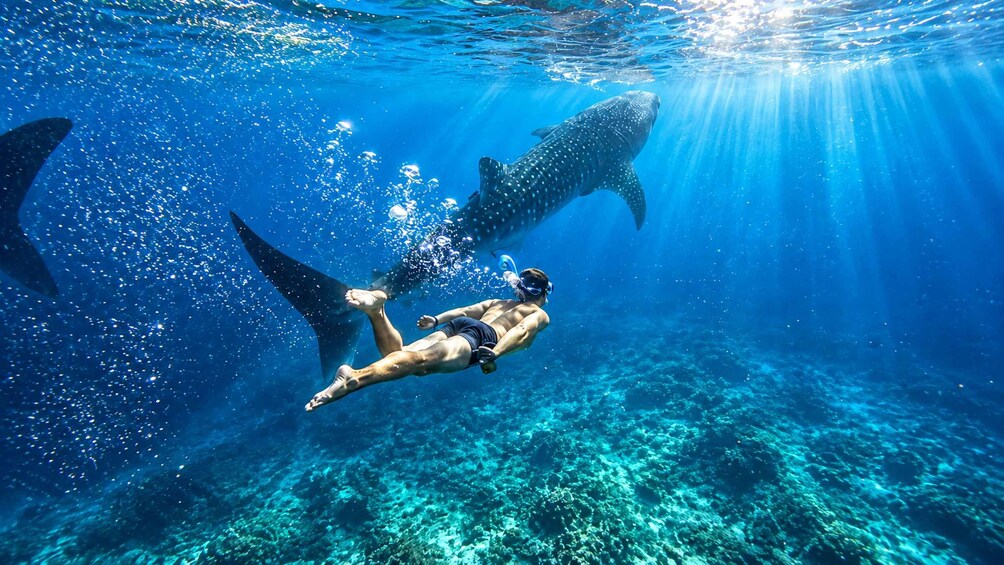 Picture 12 for Activity Cebu: Whale Shark & Kawasan Canyoneering + Breakfast 5
