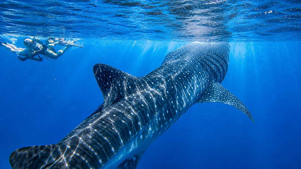 Picture 52 for Activity Cebu: Whale Shark & Kawasan Canyoneering + Breakfast 5