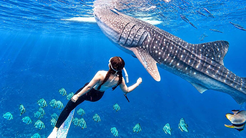 Picture 6 for Activity Cebu: Whale Shark & Kawasan Canyoneering + Breakfast 2