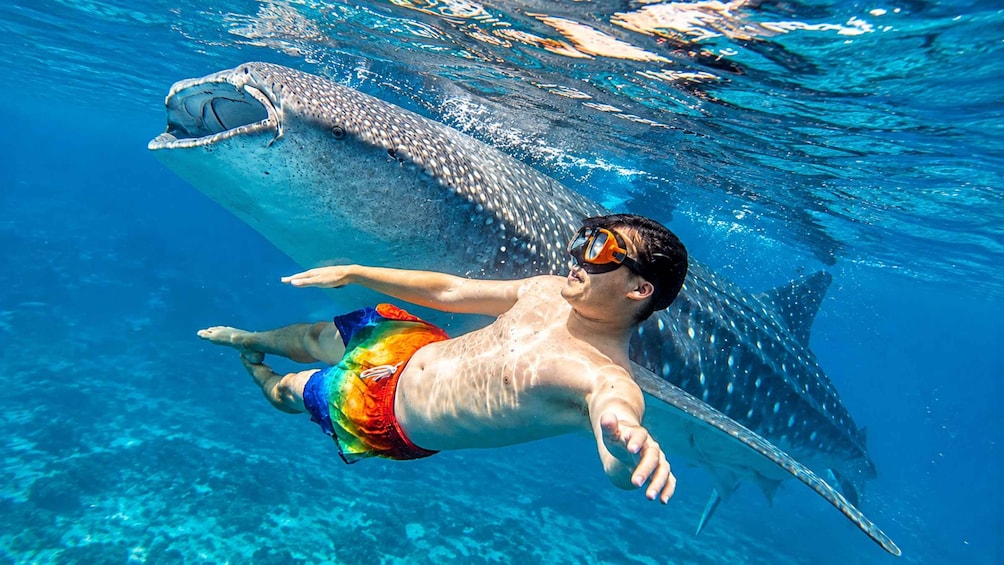 Cebu: Whale Shark & Kawasan Canyoneering + Breakfast 1