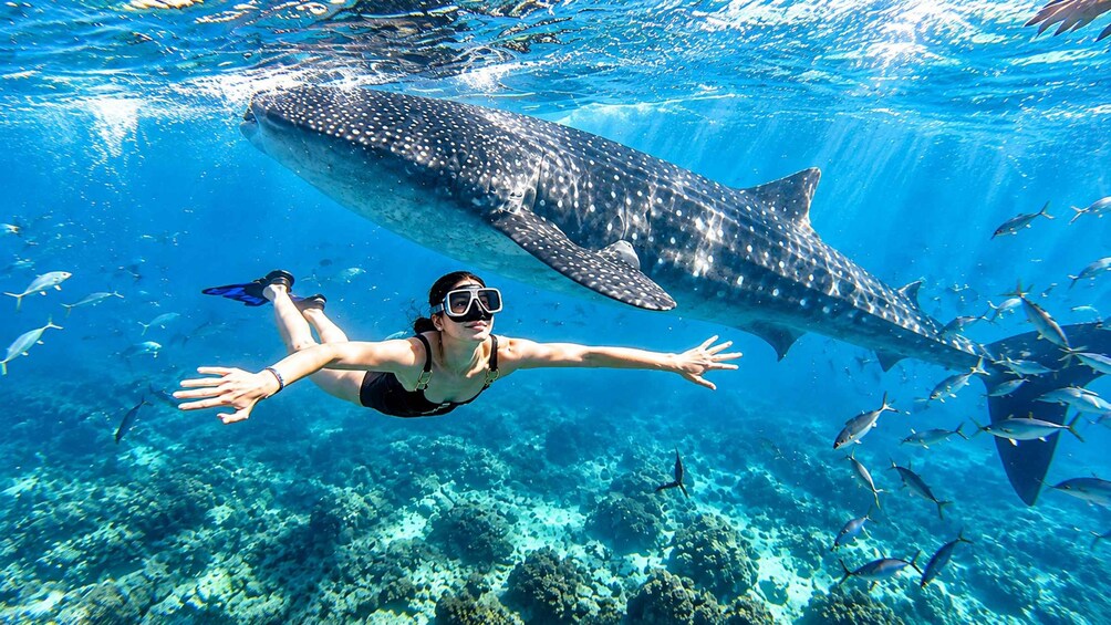 Picture 10 for Activity Cebu: Whale Shark & Kawasan Canyoneering + Breakfast 3