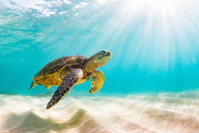Picture 3 for Activity Nassau: 3-Stop Turtle Viewing, Reef Snorkeling Tour & Lunch 1