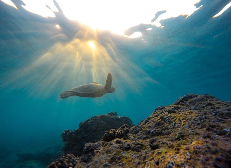 Une tortue de mer nageant sous l’eau, les rayons du soleil filtrant à travers l’eau. 3