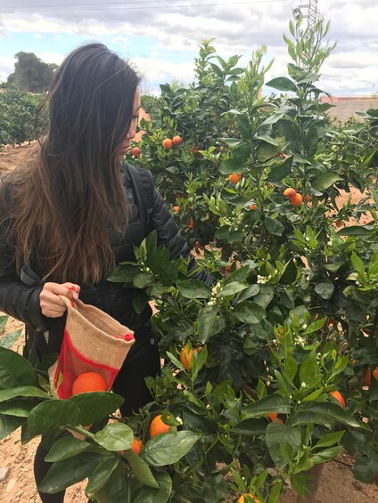 Picture 4 for Activity Valencia: Orange Farm and Orchard Trip with Tastings 2