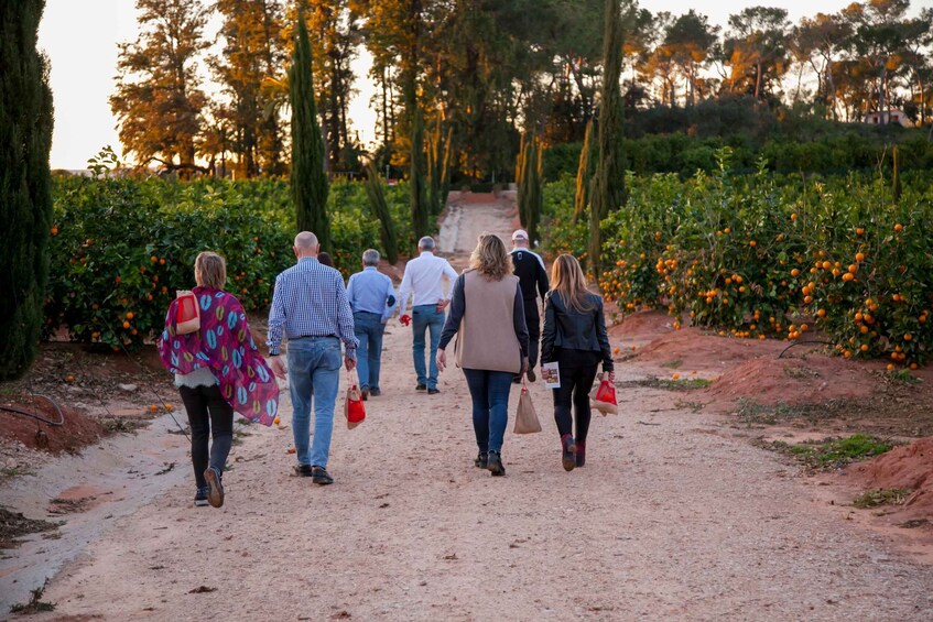 Picture 13 for Activity Valencia: Orange Farm and Orchard Trip with Tastings 4