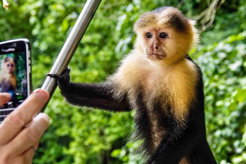 Un singe agrippé à un poteau métallique, et une personne qui prend une photo. 2