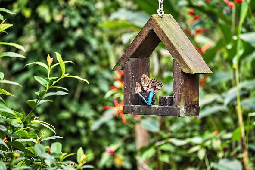 Une nichée à oiseaux en bois, dotée d’un toit et suspendue à une chaîne, entourée de verdure. 4