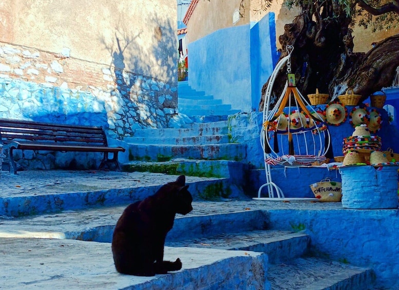 Picture 31 for Activity From Fez : Memorable Day Trip to Chefchaouen the Blue City 2