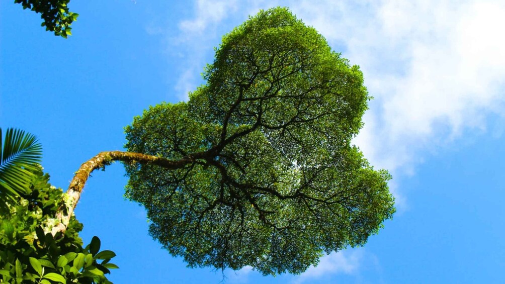 Picture 6 for Activity La Fortuna: Hanging Bridges, Waterfall & Arenal Volcano Trip 5
