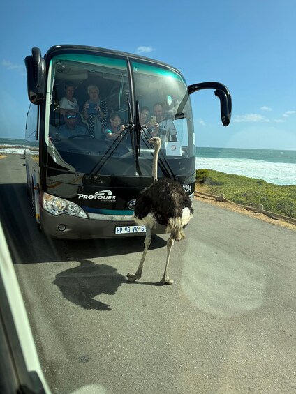 Picture 32 for Activity Cape Town: Cape of Good Hope & Penguins Full-Day Guided Tour 4