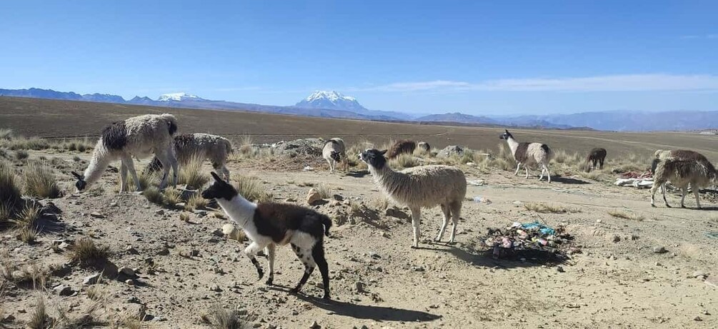 A group of llamas grazing in a dry, open landscape with a mountain in the background. 3