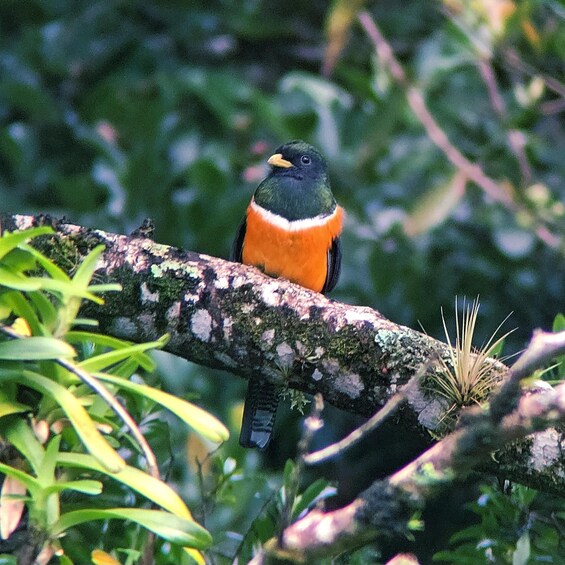 Picture 8 for Activity Monteverde: Cloud Forest Guided Tour at Curi Cancha Reserve 3