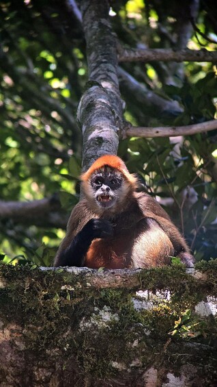 Monteverde: Cloud Forest Guided Tour at Curi Cancha Reserve 2