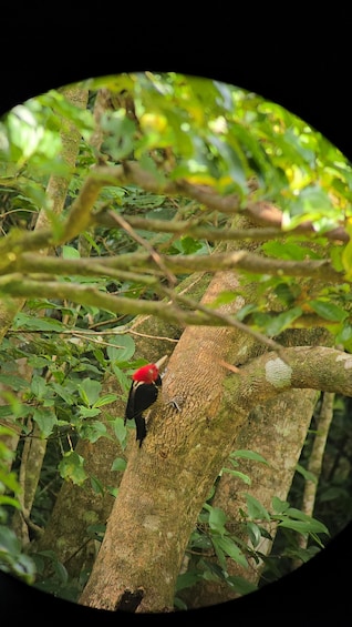 Picture 11 for Activity Monteverde: Cloud Forest Guided Tour at Curi Cancha Reserve 4