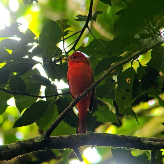 Picture 13 for Activity Monteverde: Cloud Forest Guided Tour at Curi Cancha Reserve 3