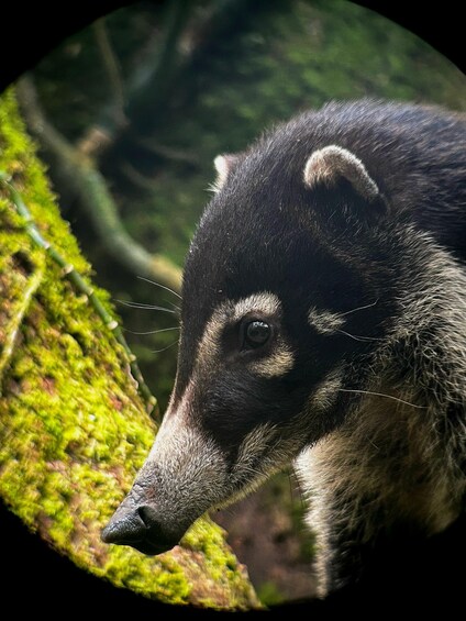 Picture 15 for Activity Monteverde: Cloud Forest Guided Tour at Curi Cancha Reserve 4