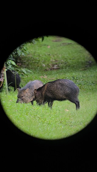 Picture 14 for Activity Monteverde: Cloud Forest Guided Tour at Curi Cancha Reserve 5