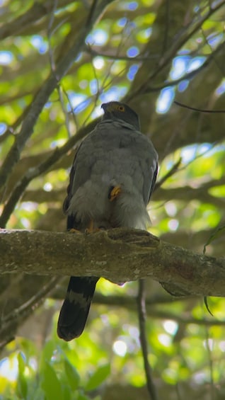 Picture 7 for Activity Monteverde: Cloud Forest Guided Tour at Curi Cancha Reserve 5