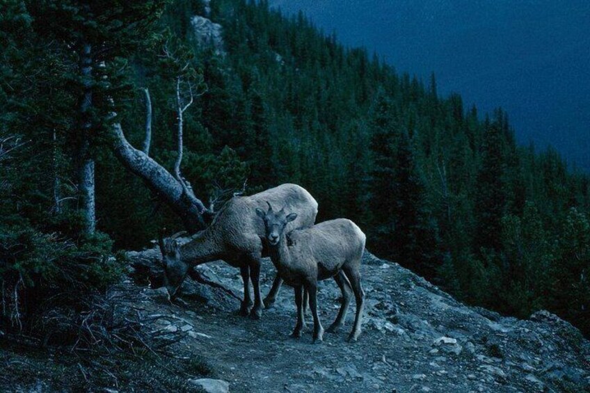 Wildlife 2