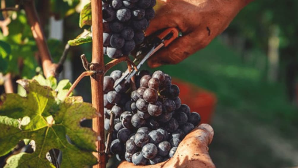 A close-up of a grapevine with clusters of dark grapes being harvested. 2