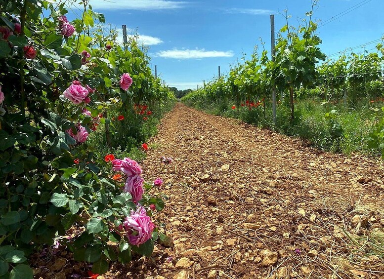 Picture 1 for Activity Gioia del Colle: Primitivo Winery Visit & Wine Tasting 4