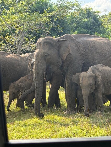 A herd of elephants in a grassy field with trees in the background. 3