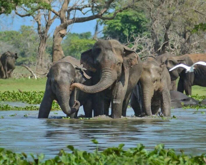 Elephants in a waterhole surrounded by trees. 2
