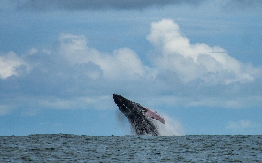 Picture 10 for Activity Uvita: Whale & Dolphin Watching Boat Trip w/ Drinks & Snacks 4