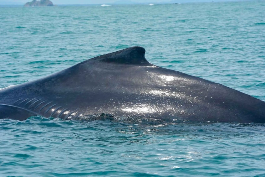 Picture 8 for Activity Uvita: Whale & Dolphin Watching Boat Trip w/ Drinks & Snacks 5