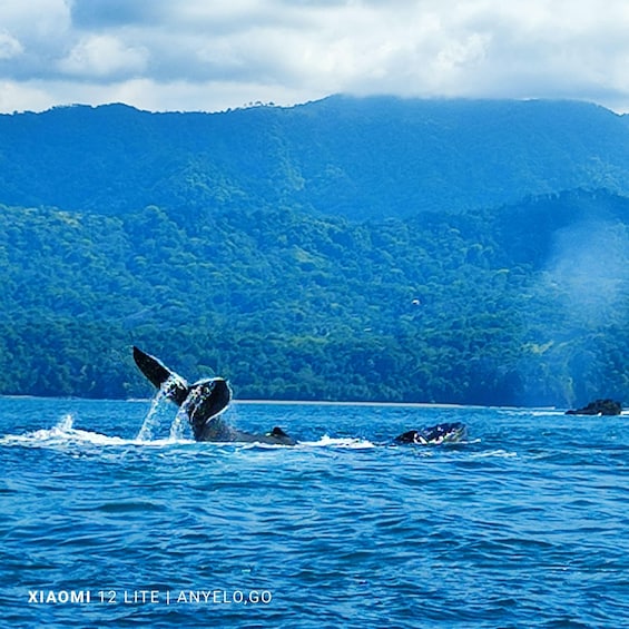 Picture 12 for Activity Uvita: Whale & Dolphin Watching Boat Trip w/ Drinks & Snacks 2