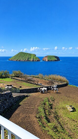 A coastal landscape with a grassy area, a stone wall, and a group of cows. 3