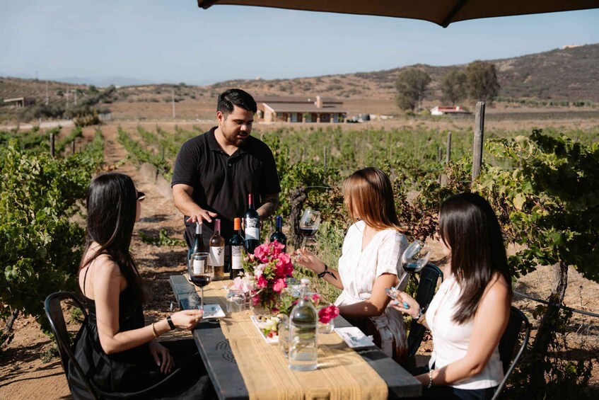 Guided Vineyard Tour with Wine Tasting at Rondo del Valle 5