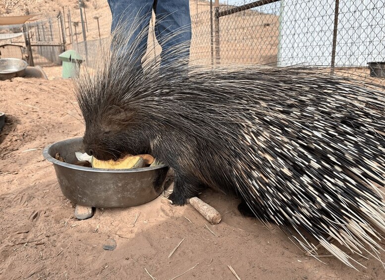A porcupine eating from a metal bowl on sandy ground. 4