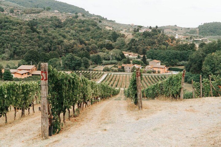 Lucca: Wine Tasting Experience - Tenuta Adamo Winery 1