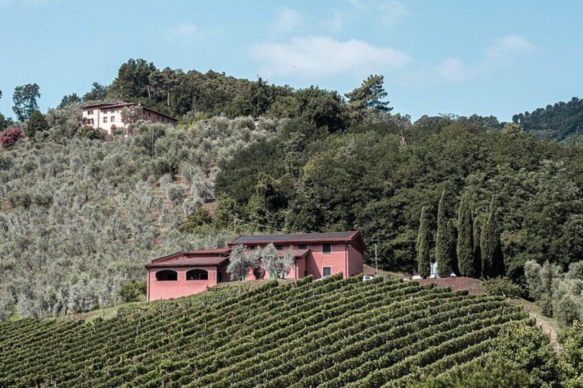 Lucca: Wine Tasting Experience - Tenuta Adamo Winery 4